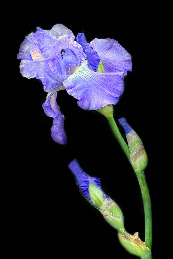 Bending Iris Photograph by Dave Mills