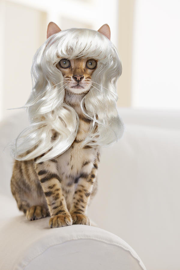 Bengal Cat Wearing A Platinum Blonde Wig Photograph by GK Hart/Vikki Hart