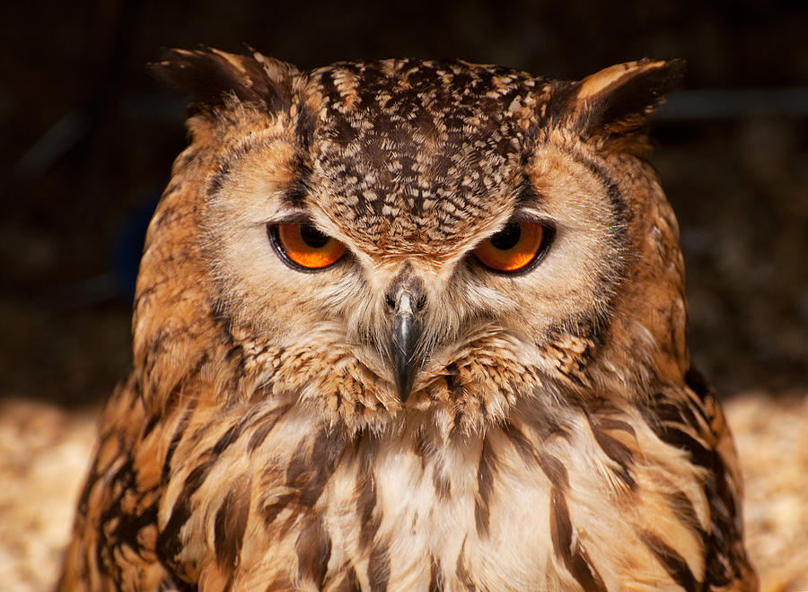 Bengal Owl by Chris Thaxter