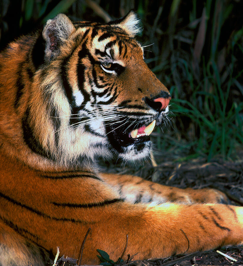 Bengal Tiger - Teeth Photograph by Paul W Faust -  Impressions of Light