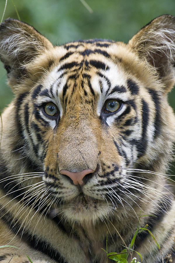 Bengal Tiger 1.5 Year Old Cub Photograph by Suzi Eszterhas