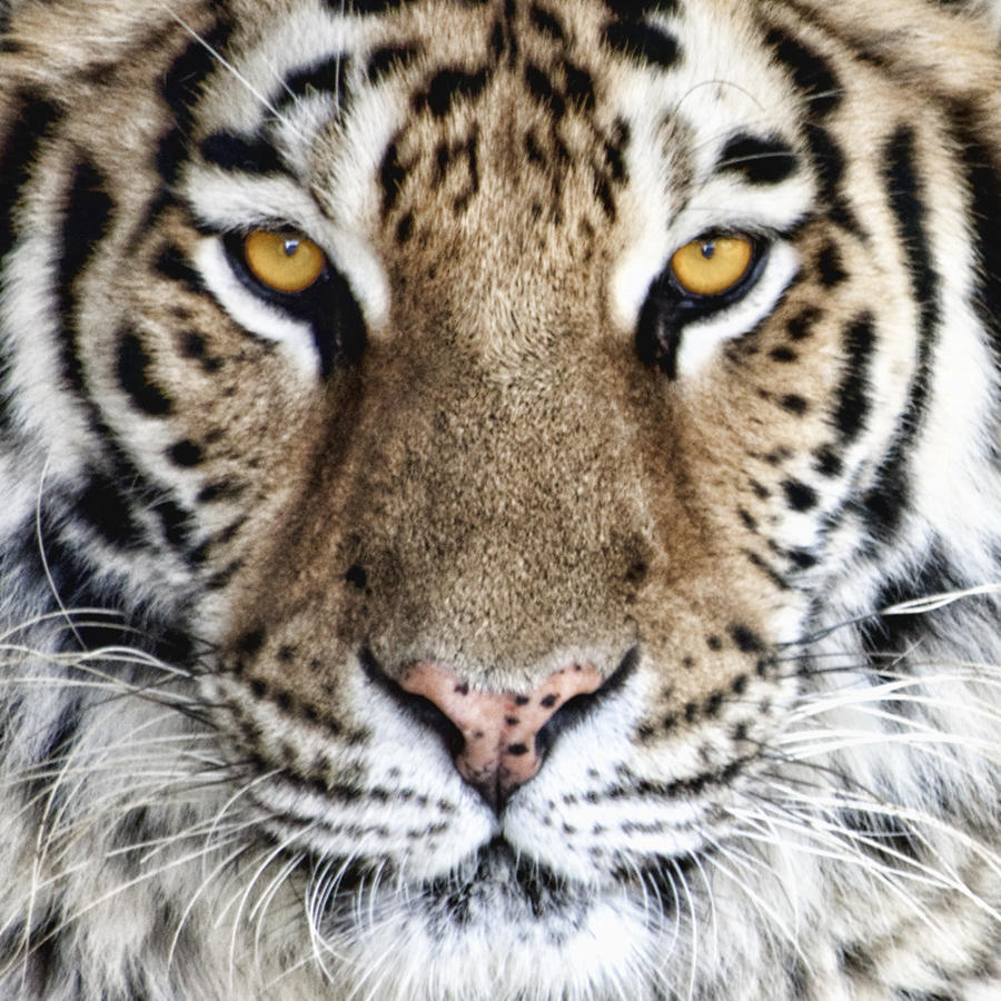 Bengal Tiger Eyes by Tom Mc Nemar