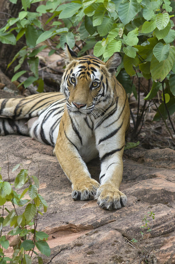 Bengal Tiger Female Bandhavgarh Photograph by Suzi Eszterhas