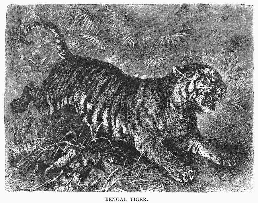Tiger Photograph - Bengal Tiger by Granger