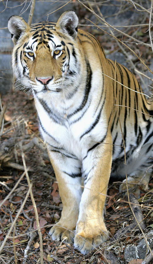 Bengal Tiger In Pench National Park Photograph By Axiom Photographic Pixels 3662