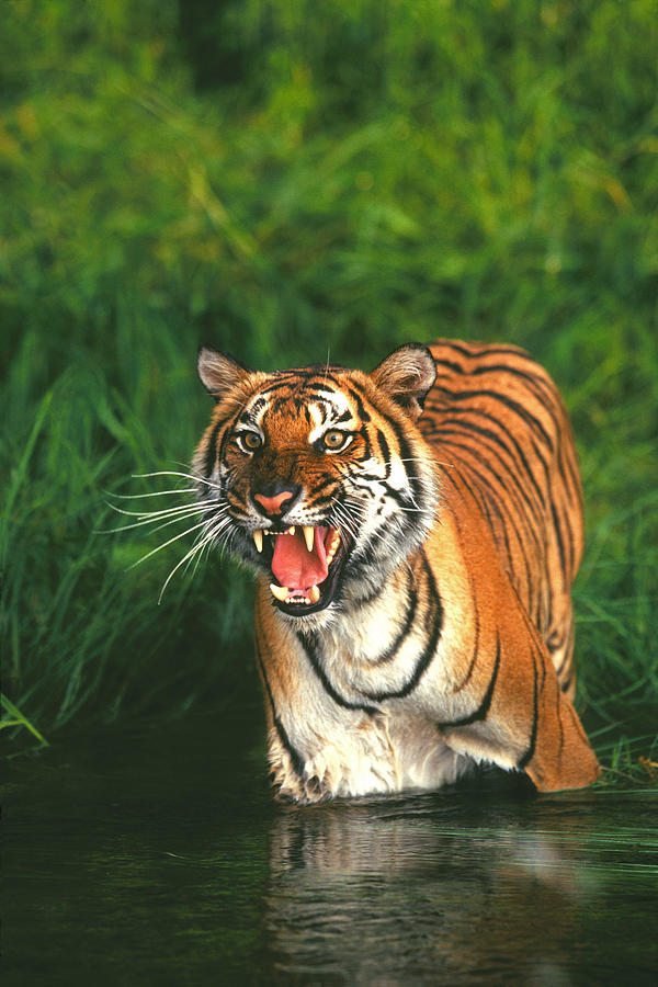 Bengal Tiger in River Photograph by D Robert Franz
