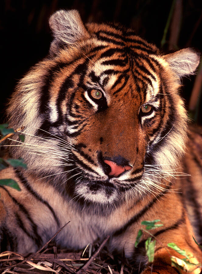 Bengal Tiger in Thought Photograph by Paul W Faust -  Impressions of Light