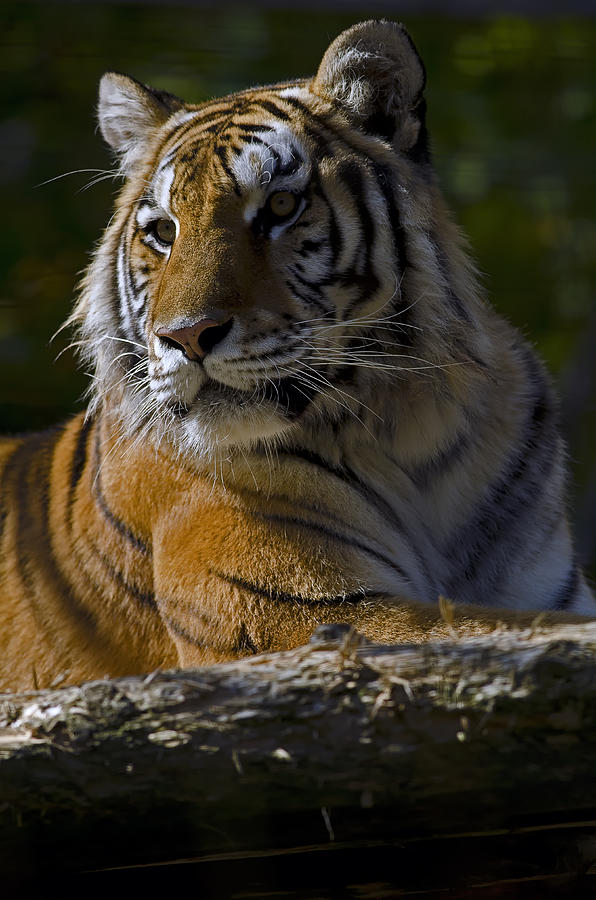 Bengal Tiger Photograph by JT Lewis