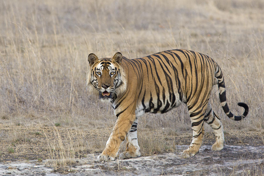 Bengal Tiger Male Bandhavgarh National Photograph by Suzi Eszterhas