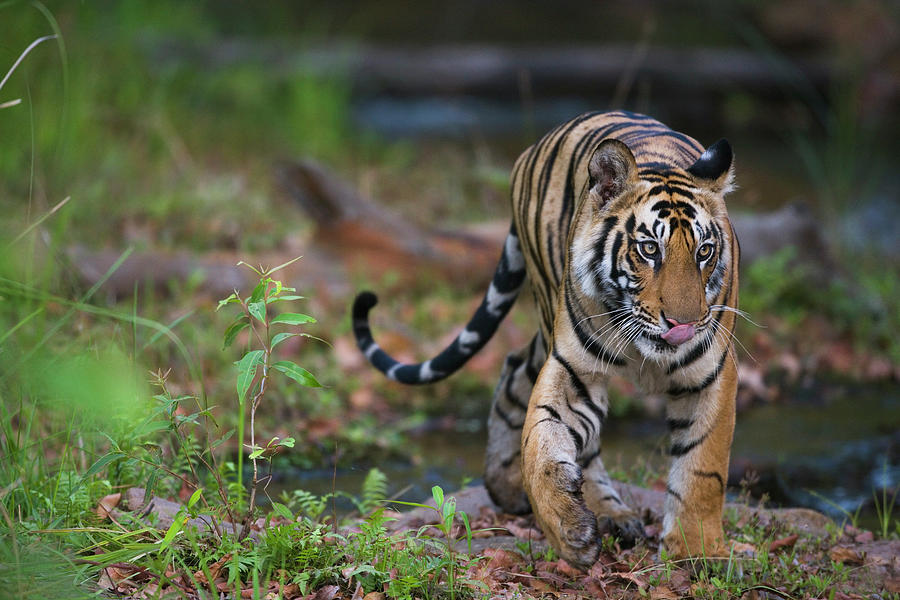 Bengal Tiger Panthera Tigris Tigris 16 by Theo Allofs