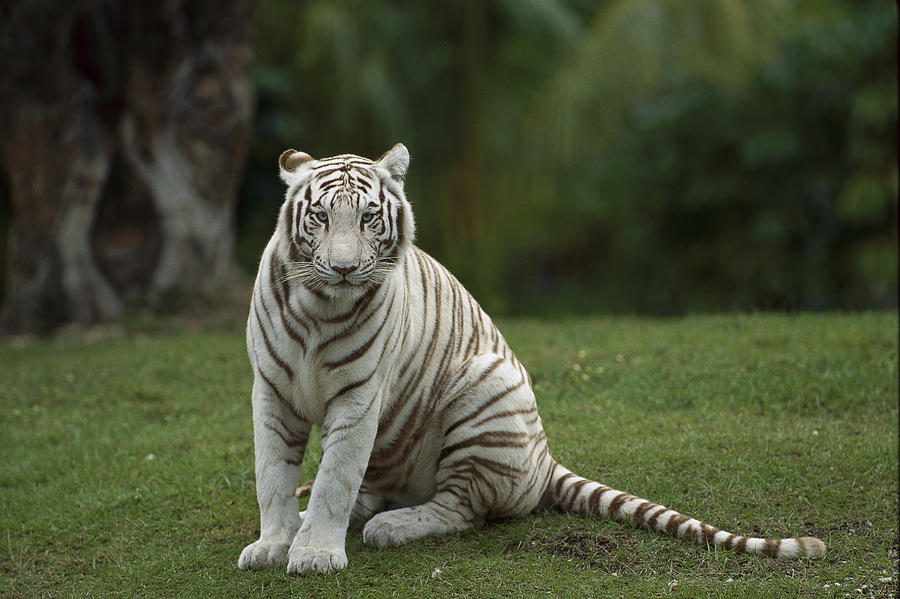 Bengal Tiger Panthera Tigris Tigris Photograph by Konrad Wothe