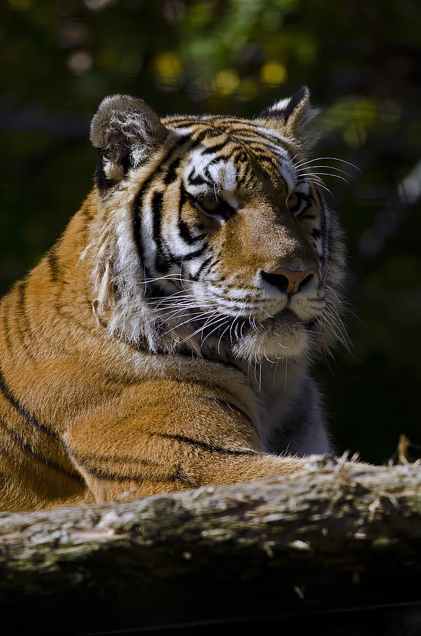 Bengal Tiger Portrait Photograph by JT Lewis