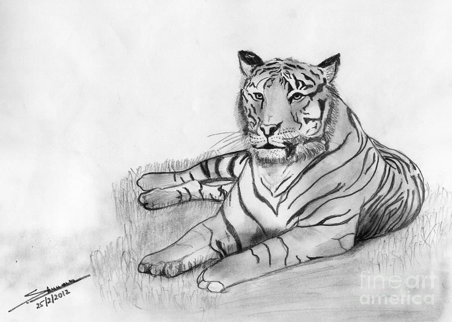 3dRose db_21192_1 Bengal Tiger-Drawing Book, 8 by 8-Inch : Amazon.in: Home  & Kitchen