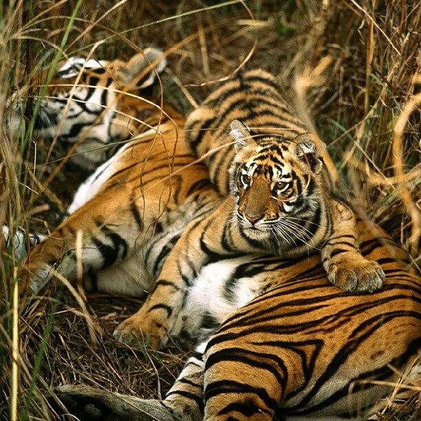 Tiger Photograph - Bengal #tiger #vk #instapic by Konstantin Kanarev
