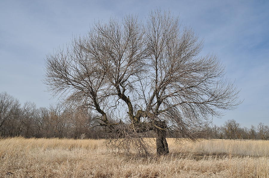 Bent but not broken Photograph by Robert Comstock - Fine Art America