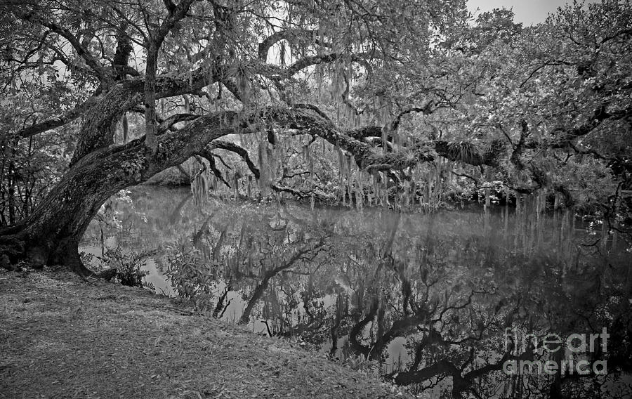 Bent Oak river reflection Photograph by Larry Nieland