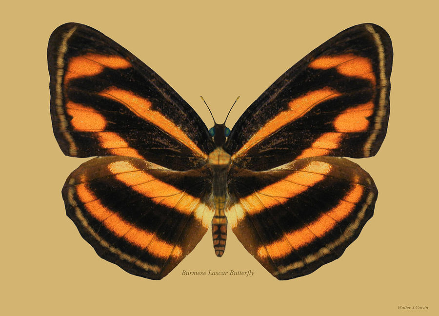 Bermese Lascar Butterfly  Digital Art by Walter Colvin