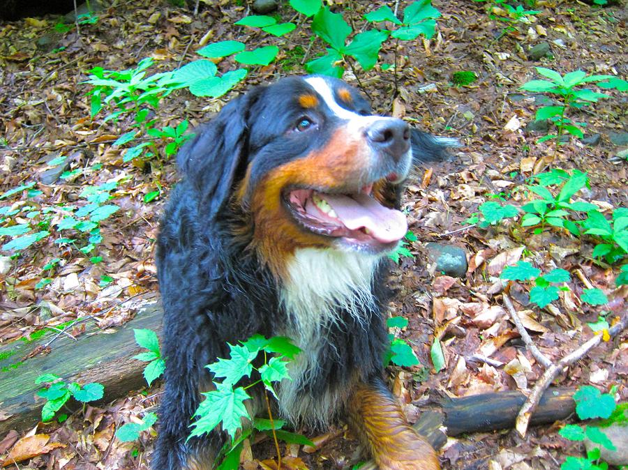 Bernese in the Woods Photograph by Kathryn Barry