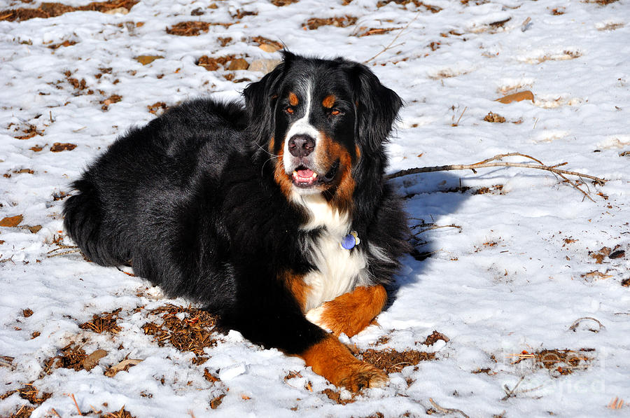 Bernese Mountain Dog Enjoys the Snow and Sunshine  Photograph by Gary Whitton