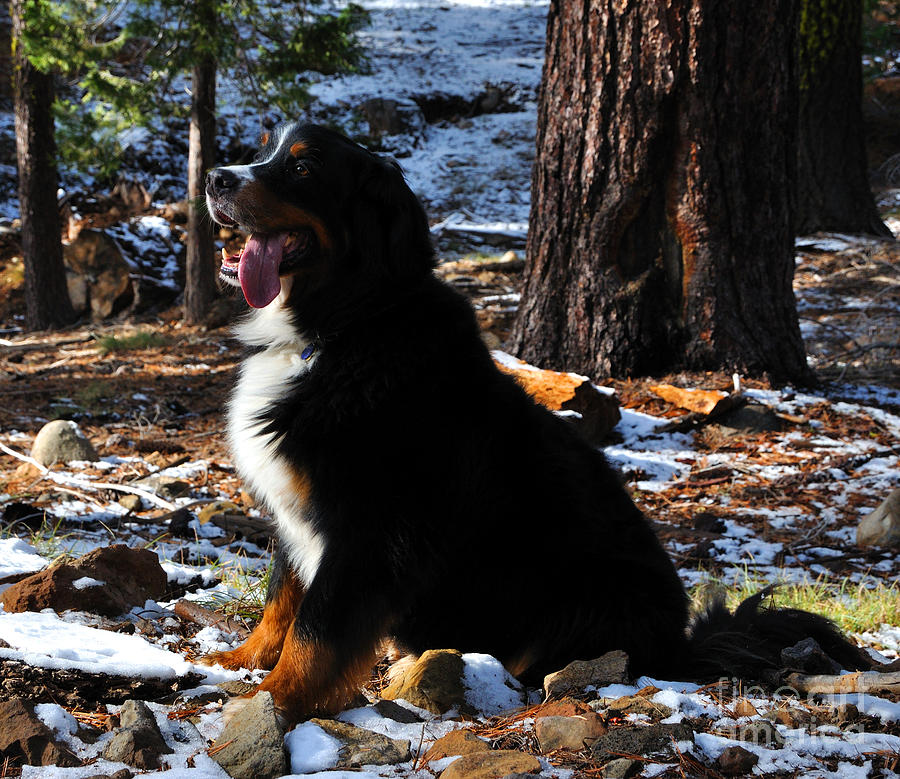 Bernese Mountain Dog in a Winter Forest Photograph by Gary Whitton