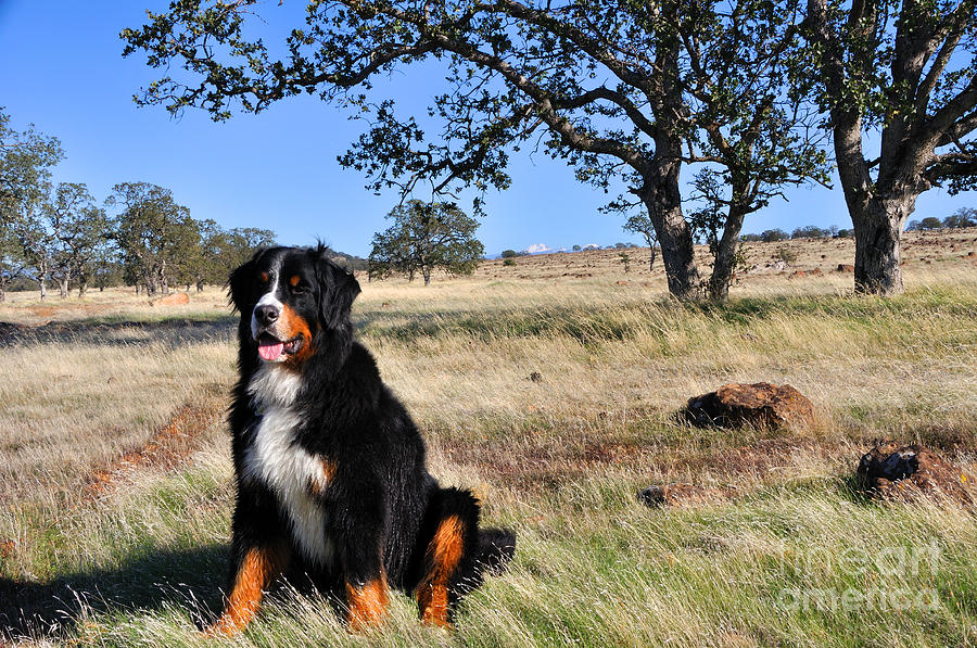 Bernese Mountain Dog in California Chaparral Photograph by Gary Whitton