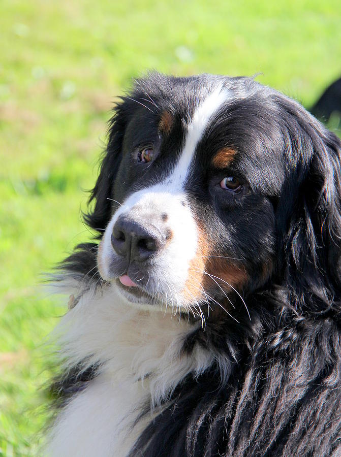 Bernese Mountain Dog Photograph by John G Schickler - Fine Art America