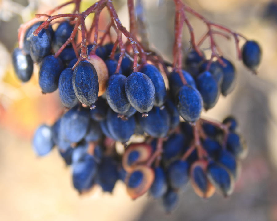 Berries Blue 2 Photograph by Scott Wood