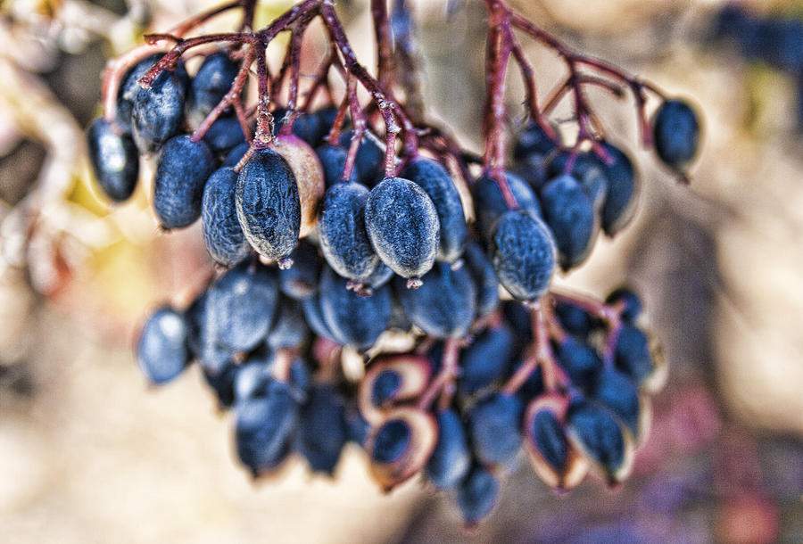 Berries Blue Photograph by Scott Wood