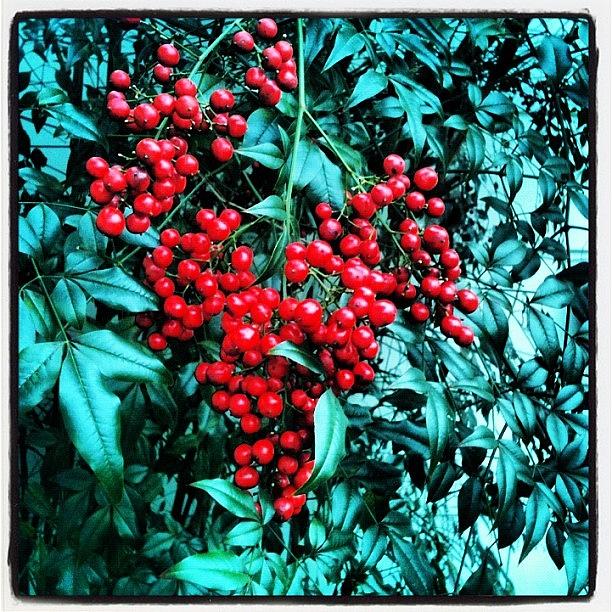 Nature Photograph - #berries #flower #bush #nature #unique by Seth Stringer