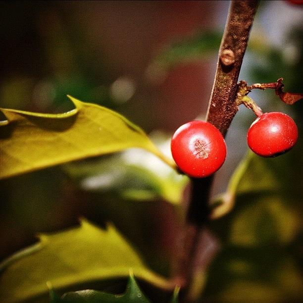 Nature Photograph - #berries #leaves #twig #red #igrs by Bex C