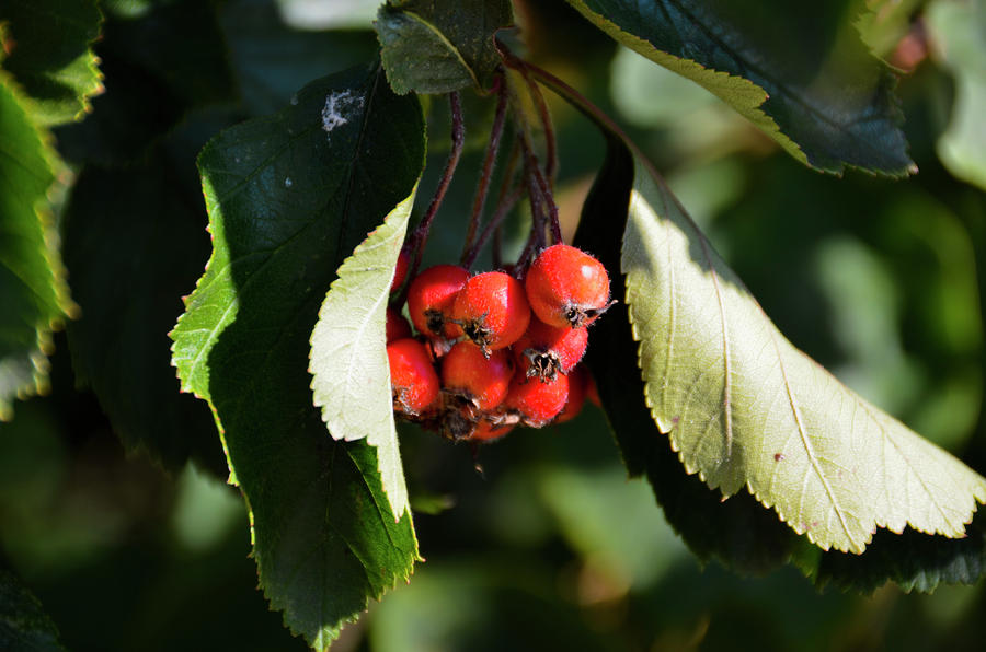 Berries Photograph - Berries by Todd Greening