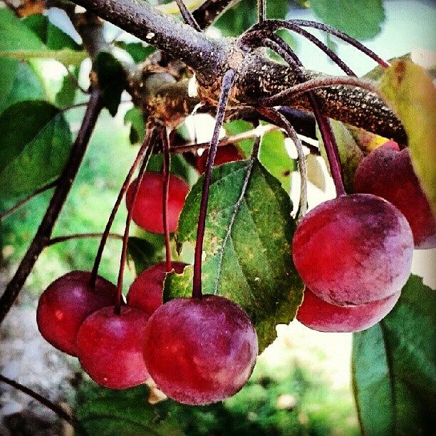 Summer Photograph - #berry #berries #tree #leaf #leaves by Virginia Lockman
