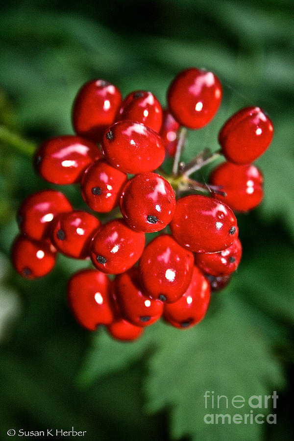 Nature Photograph - Berry Brilliant by Susan Herber