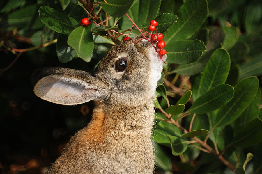 Berry Bunny Photograph by Ernest Echols