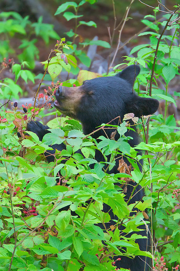 Berry Eating Bear Photograph by Dale J Martin