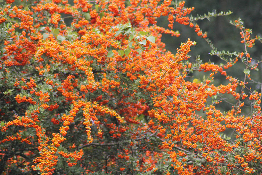 Nature Photograph - Berry Orange by Karen Wagner