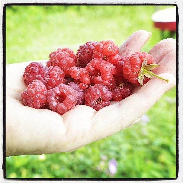 Berry-raspberry Photograph by Michael Goyberg