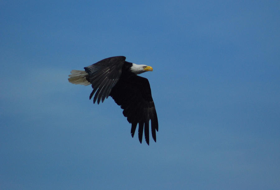 Best Bald Eagle Photograph by Wanda Jesfield