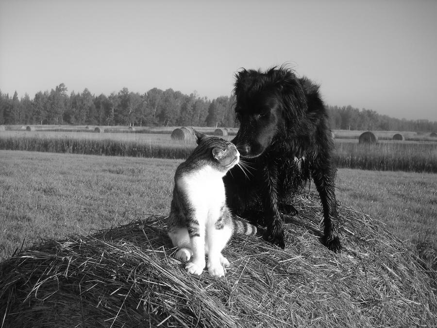 Best Buddies Black and White Photograph by Kent Lorentzen