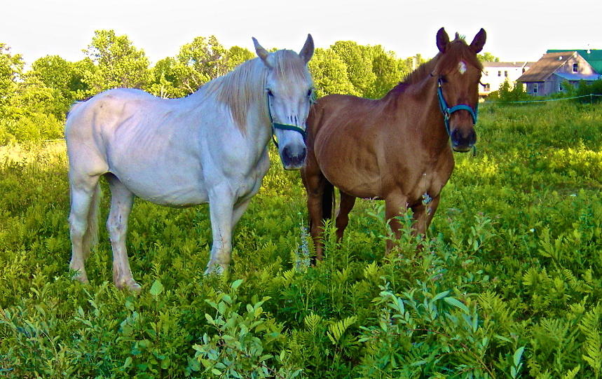 Best Buds Out to Pasture Photograph by George Ramos