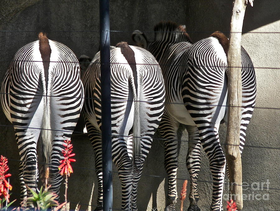 Best Butts in the San Diego Zoo  Photograph by Carol  Bradley