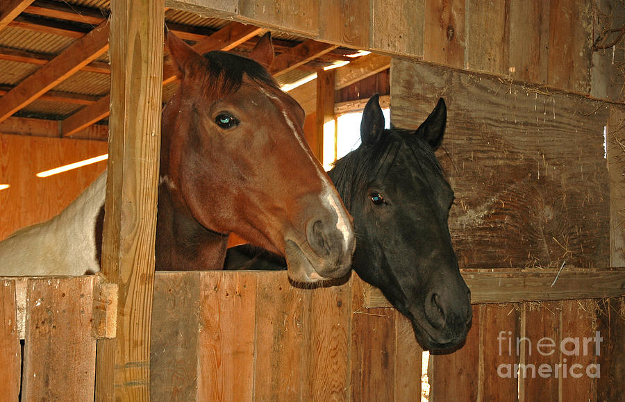 Horse Photograph - Best Friends Forever by Ginger Harris