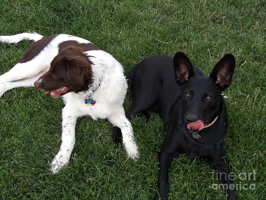 Dog Photograph - Best of Friends by Donna Parlow