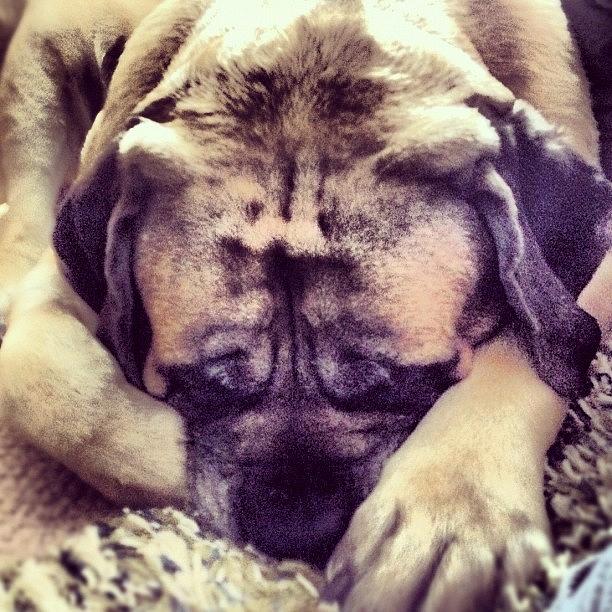 Mastiff Photograph - Bestfriend Is Sleepy #kobe #dog #puppy by Jake Work