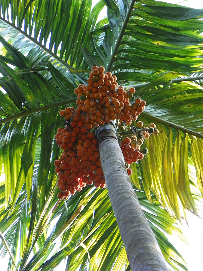 Betelnut Tree Photograph by Nandan Nagwekar