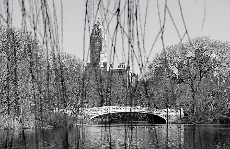 Central Park Bridge Photograph - Between The Lines  by Yosi Cupano