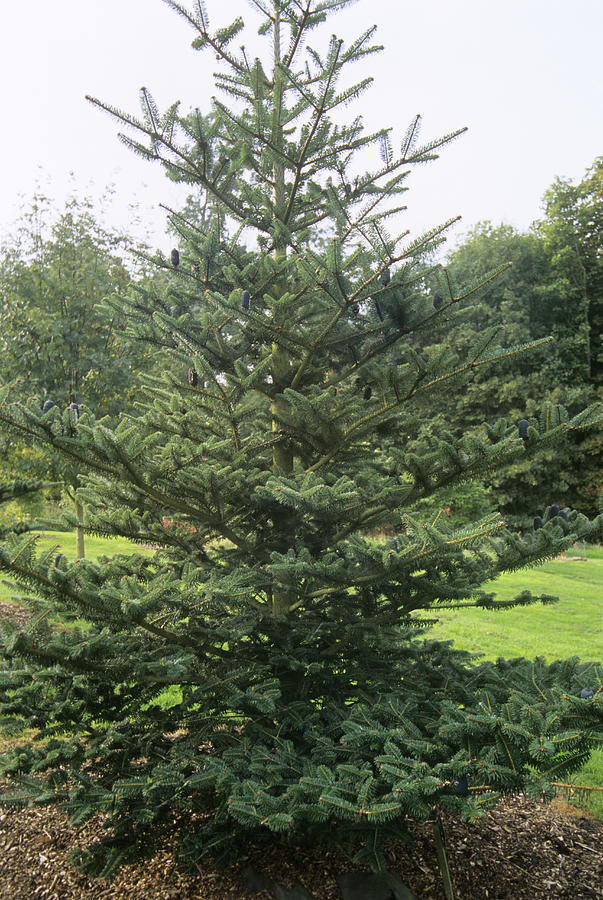 Bhutan Fir (abies Densa) Photograph by Adrian Thomas | Fine Art America