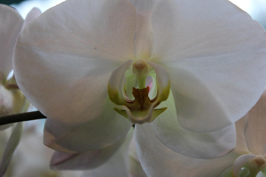 Orchid Photograph - Bianco Beauty by Shawn Hughes
