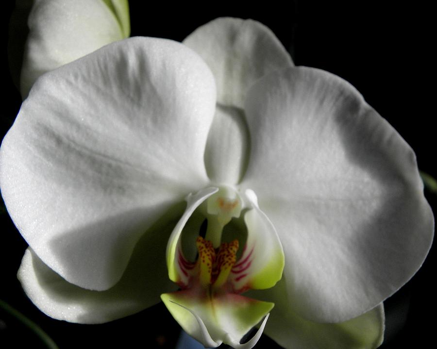 Bianco Orchid Photograph by Kim Galluzzo Wozniak