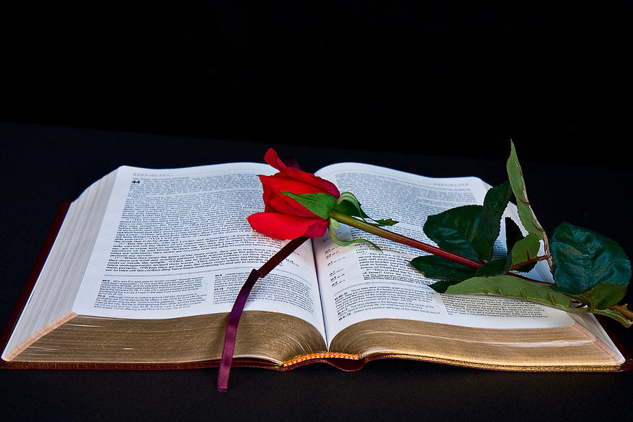Bible and Rose Photograph by Trudy Wilkerson - Fine Art America